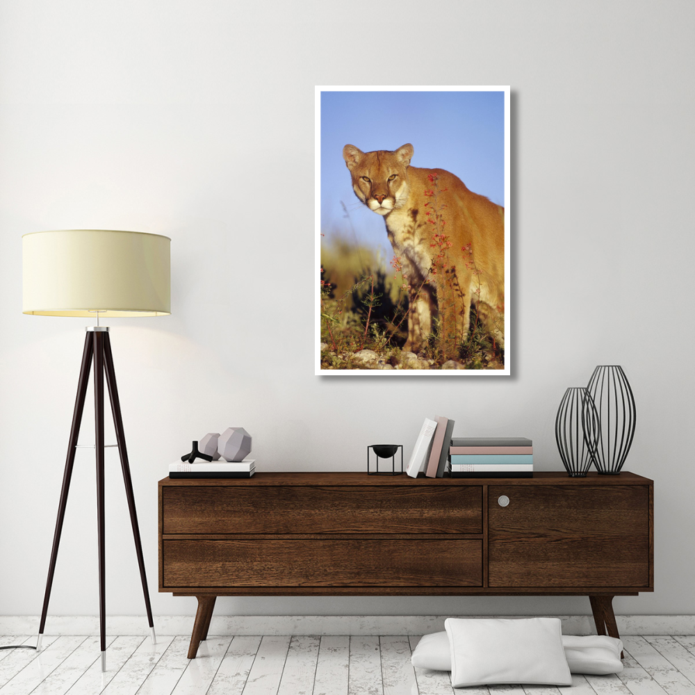 Mountain Lion or Cougar portrait, North America-Paper Art-34&quotx50"