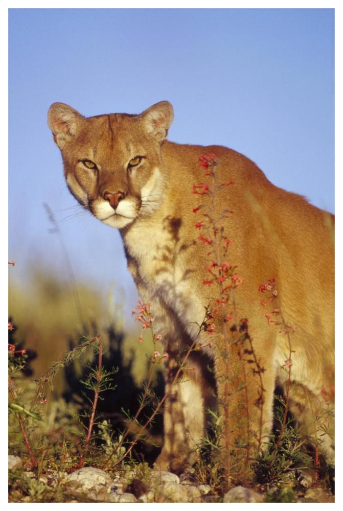 Mountain Lion or Cougar portrait, North America-Paper Art-42"x62"