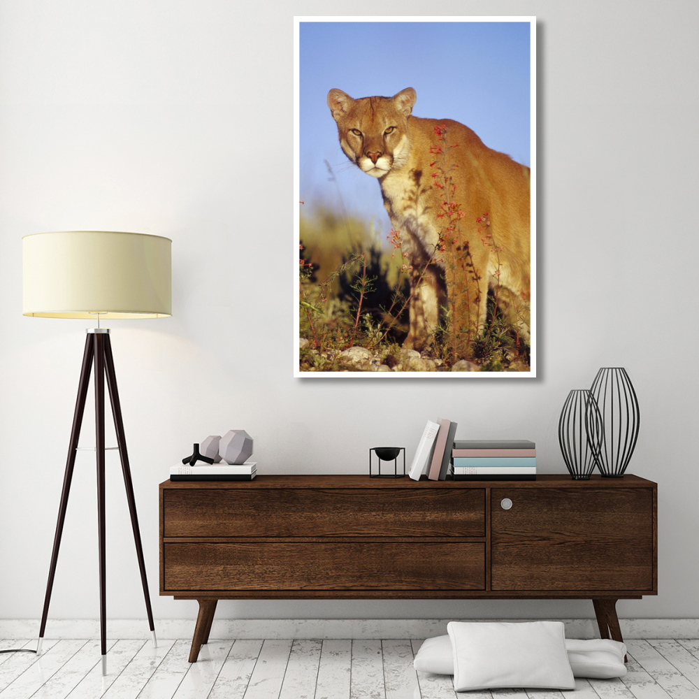 Mountain Lion or Cougar portrait, North America-Paper Art-42&quotx62"