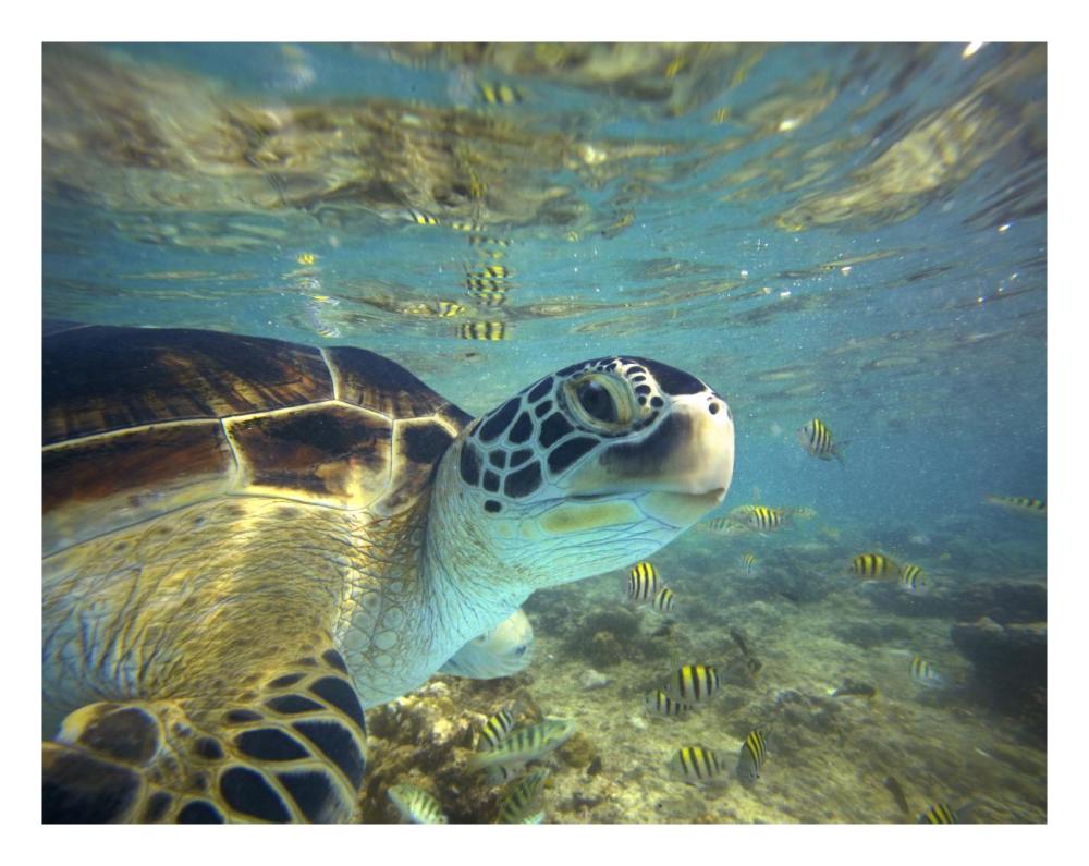 Green Sea Turtle, Balicasag Island, Philippines-Paper Art-26"x20"