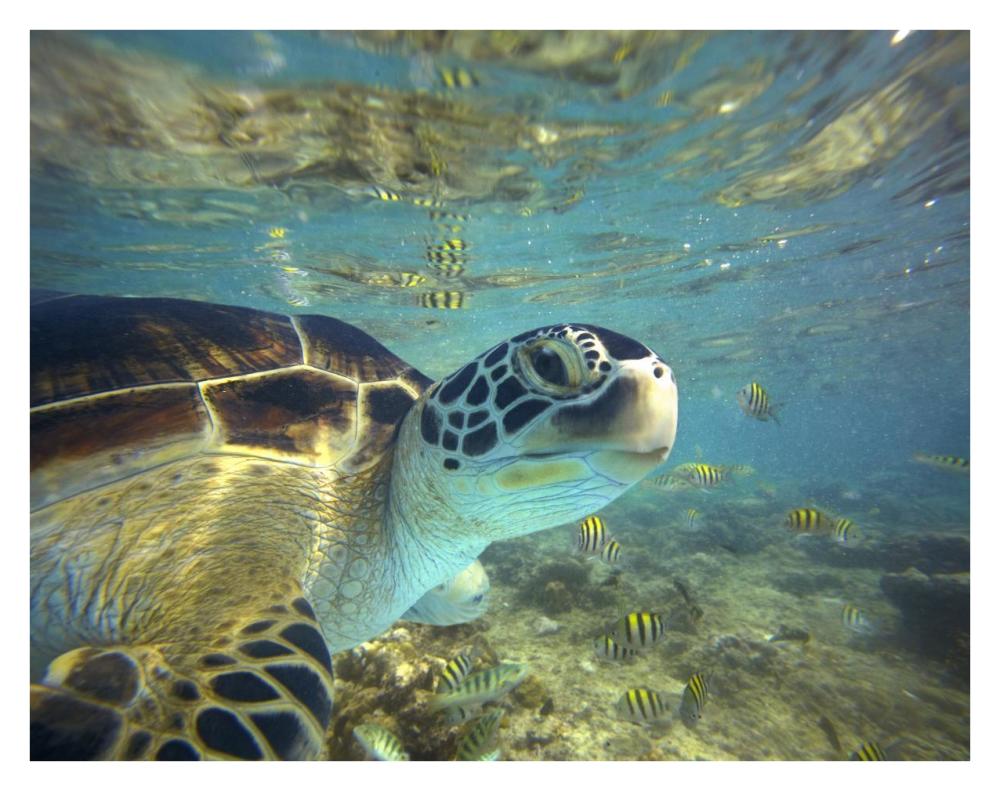 Green Sea Turtle, Balicasag Island, Philippines-Paper Art-34"x26"