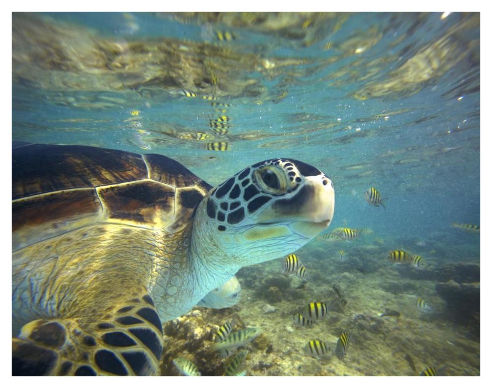 Green Sea Turtle, Balicasag Island, Philippines-Paper Art-42"x32"