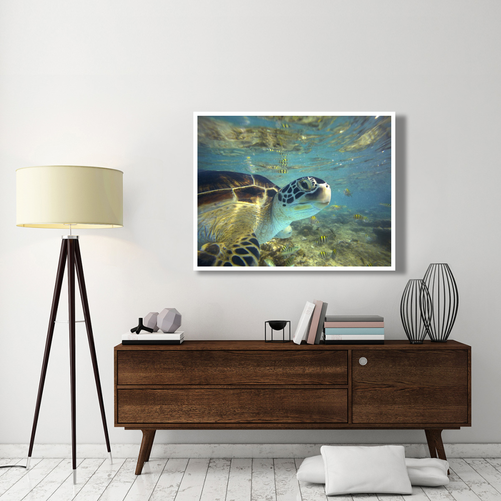 Green Sea Turtle, Balicasag Island, Philippines-Paper Art-50&quotx38"
