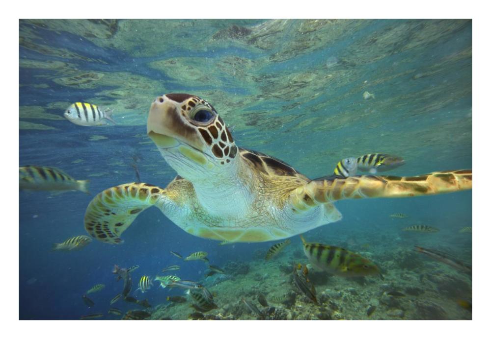 Green Sea Turtle, Balicasag Island, Philippines-Paper Art-26"x18"