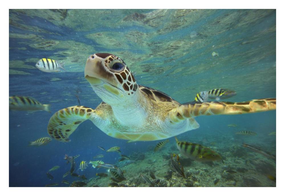 Green Sea Turtle, Balicasag Island, Philippines-Paper Art-32"x22"