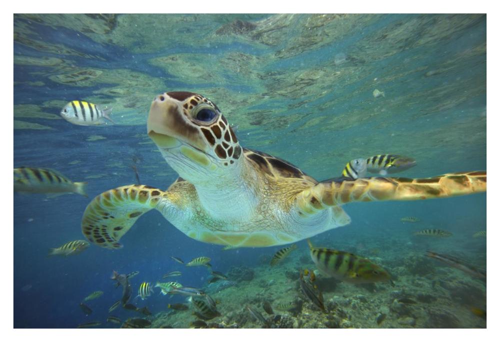 Green Sea Turtle, Balicasag Island, Philippines-Paper Art-38"x26"
