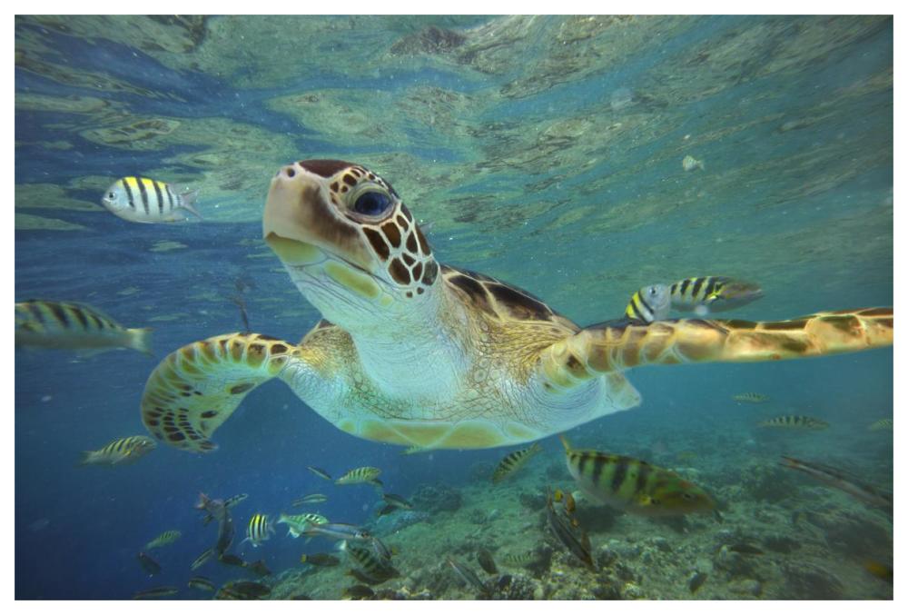 Green Sea Turtle, Balicasag Island, Philippines-Paper Art-62"x42"