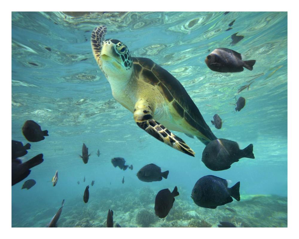 Green Sea Turtle, Balicasag Island, Philippines-Paper Art-26"x20"