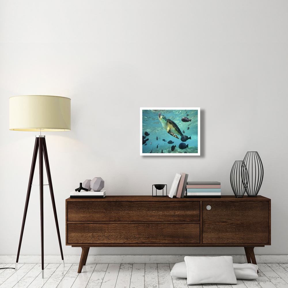 Green Sea Turtle, Balicasag Island, Philippines-Paper Art-26&quotx20"