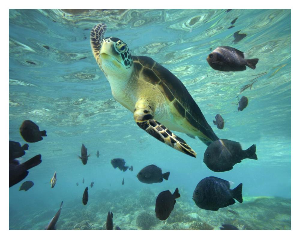 Green Sea Turtle, Balicasag Island, Philippines-Paper Art-34"x26"