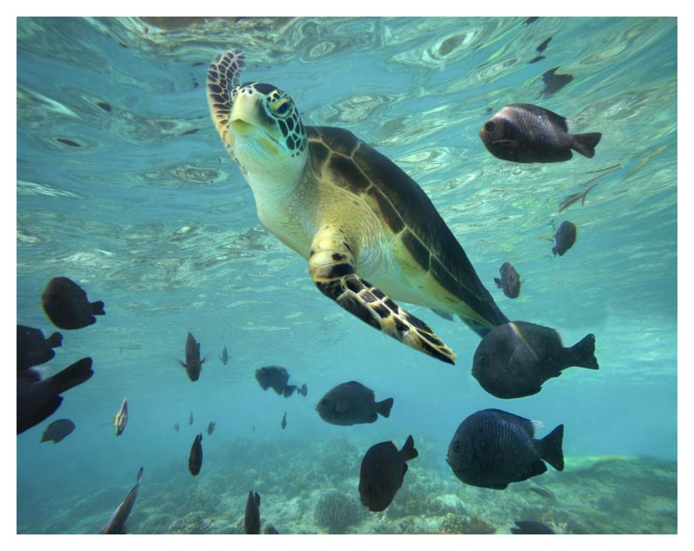 Green Sea Turtle, Balicasag Island, Philippines-Paper Art-42"x32"