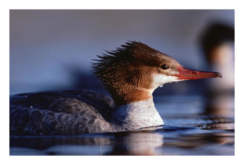 Common Merganser female portrait, North America-Paper Art-26"x18"