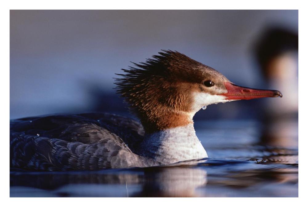 Common Merganser female portrait, North America-Paper Art-32"x22"