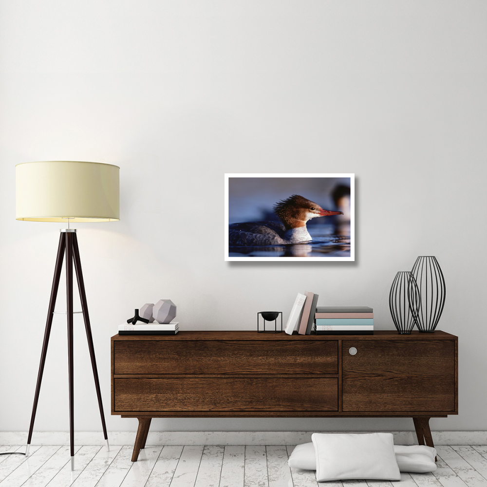 Common Merganser female portrait, North America-Paper Art-32&quotx22"