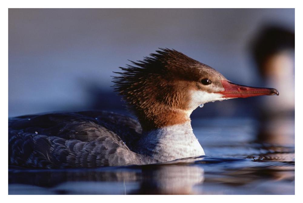 Common Merganser female portrait, North America-Paper Art-38"x26"