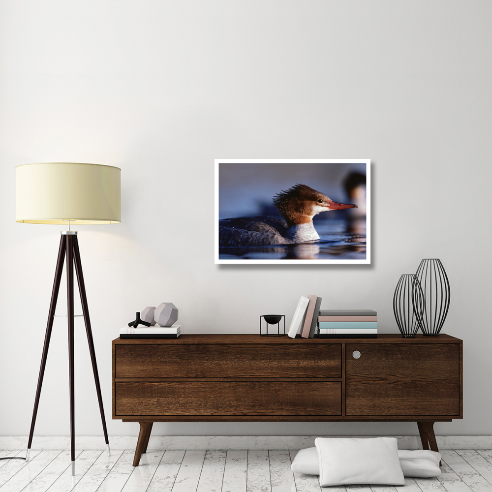 Common Merganser female portrait, North America-Paper Art-38&quotx26"