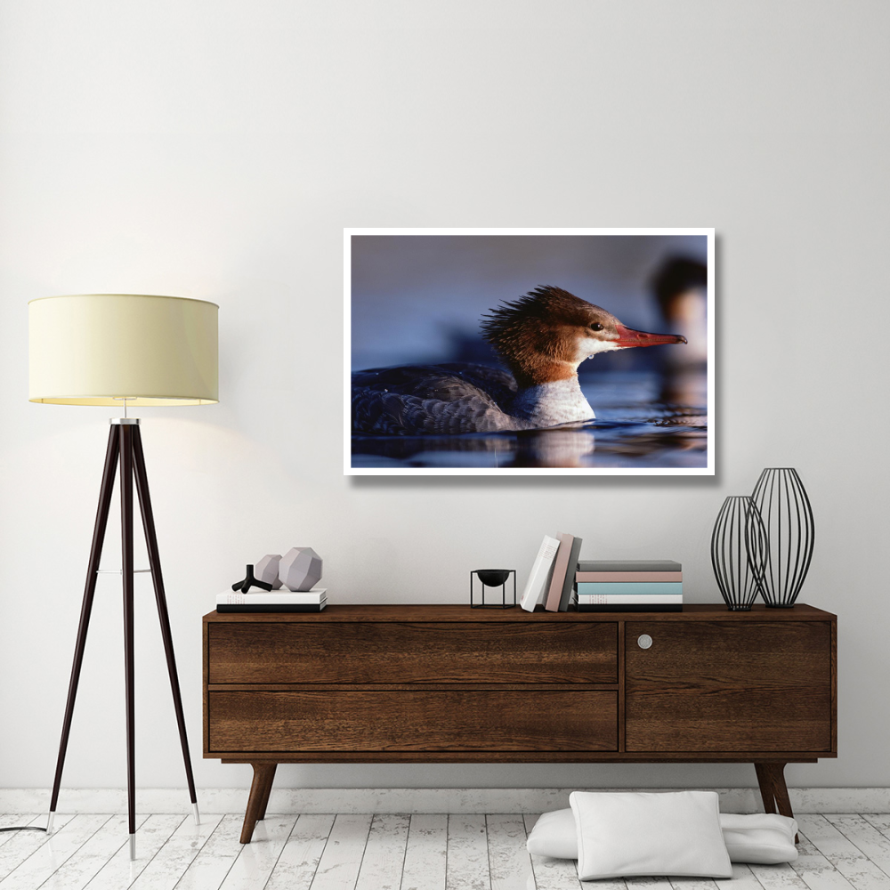 Common Merganser female portrait, North America-Paper Art-50&quotx34"