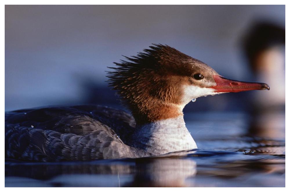 Common Merganser female portrait, North America-Paper Art-62"x42"