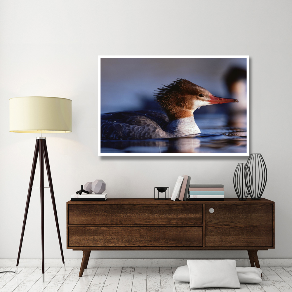 Common Merganser female portrait, North America-Paper Art-62&quotx42"