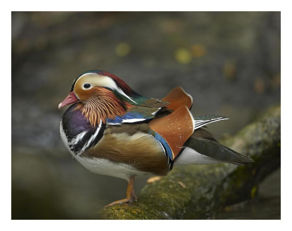 Mandarin Duck male, Jurong Bird Park, Singapore-Paper Art-26"x20"