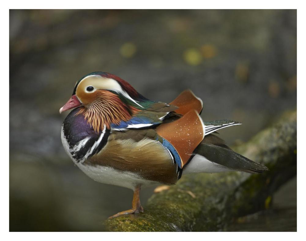 Mandarin Duck male, Jurong Bird Park, Singapore-Paper Art-34"x26"