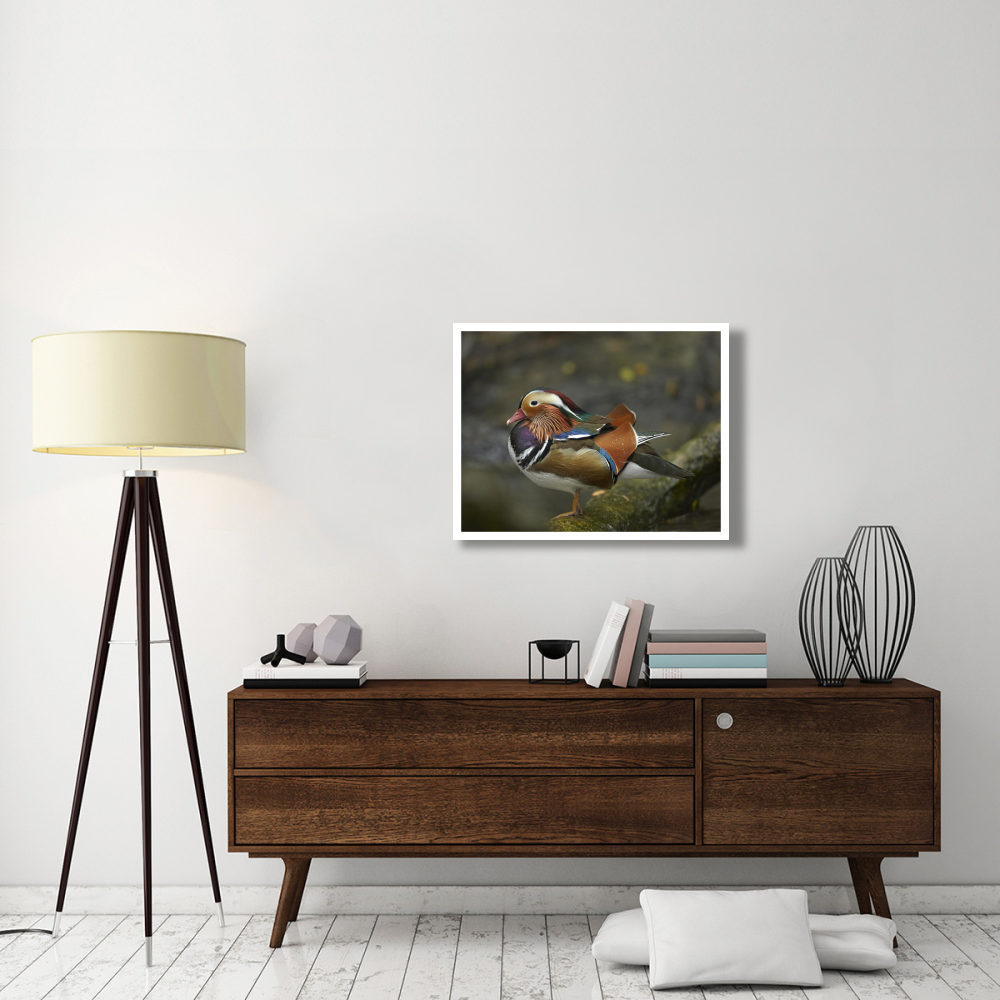 Mandarin Duck male, Jurong Bird Park, Singapore-Paper Art-34&quotx26"