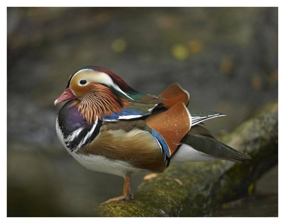 Mandarin Duck male, Jurong Bird Park, Singapore-Paper Art-42"x32"
