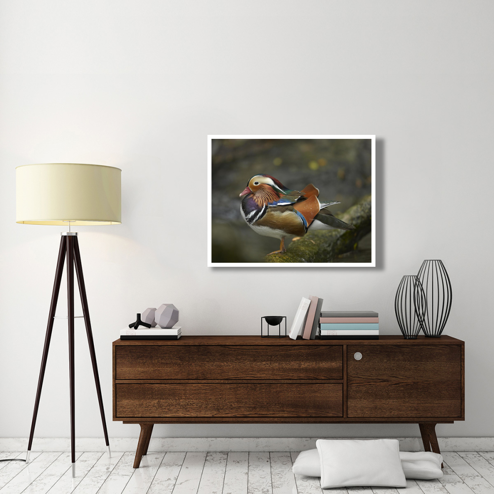Mandarin Duck male, Jurong Bird Park, Singapore-Paper Art-42&quotx32"