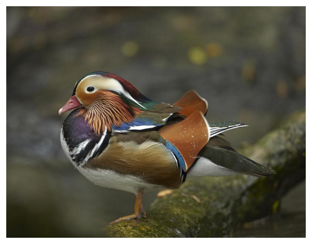 Mandarin Duck male, Jurong Bird Park, Singapore-Paper Art-50"x38"