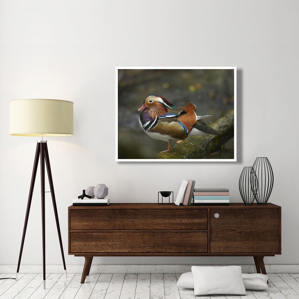 Mandarin Duck male, Jurong Bird Park, Singapore-Paper Art-50&quotx38"