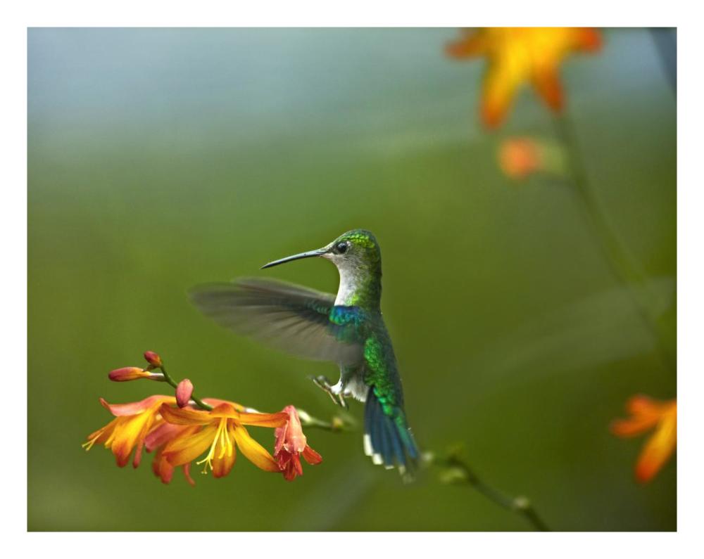 Green-crowned Woodnymph female landing, Ecuador-Paper Art-26"x20"