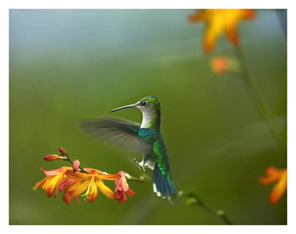 Green-crowned Woodnymph female landing, Ecuador-Paper Art-34"x26"