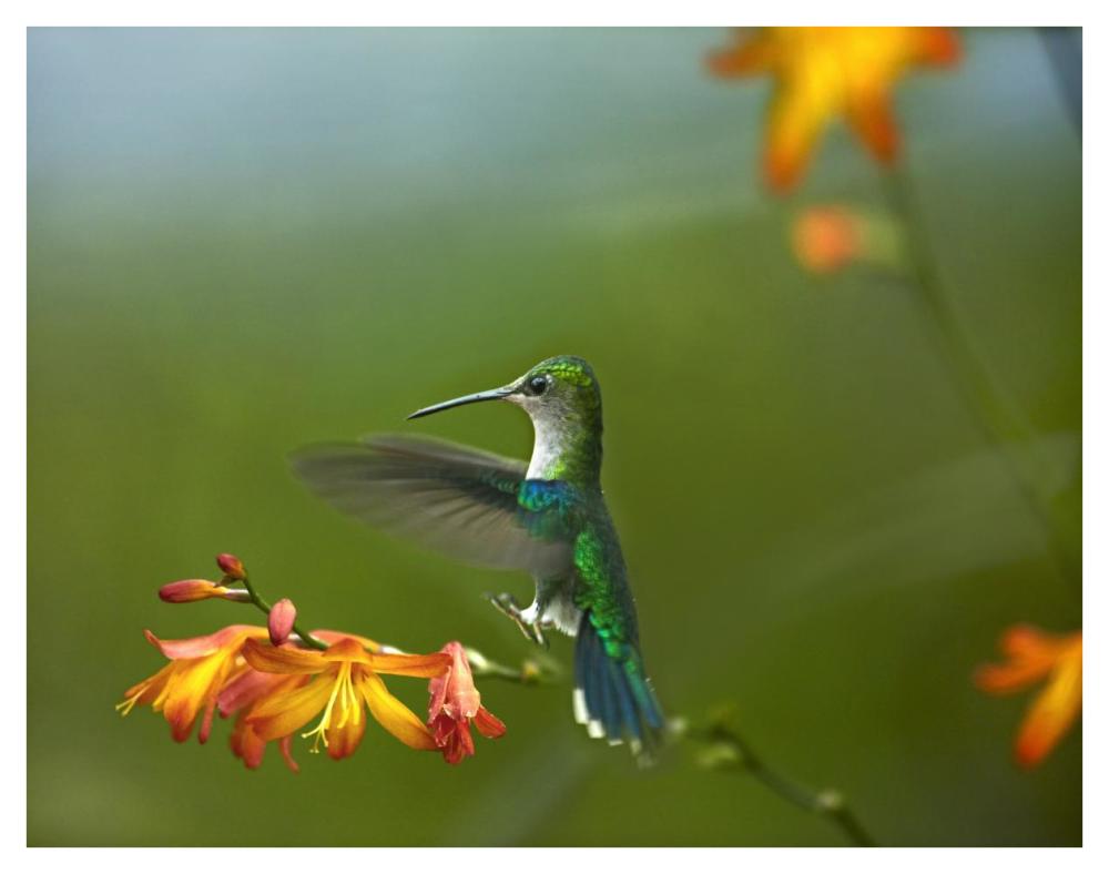 Green-crowned Woodnymph female landing, Ecuador-Paper Art-42"x32"