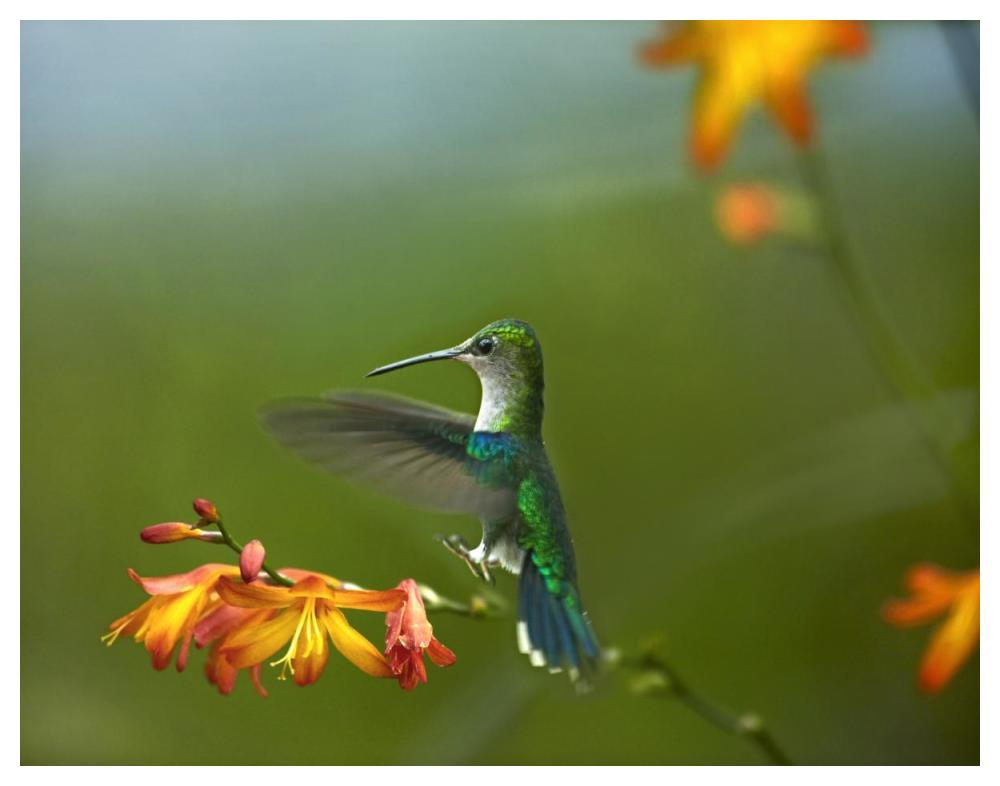 Green-crowned Woodnymph female landing, Ecuador-Paper Art-50"x38"
