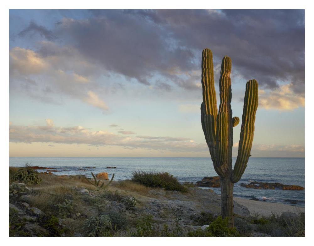 Saguaro cactus at beach, Cabo San Lucas, Mexico-Paper Art-18"x14"