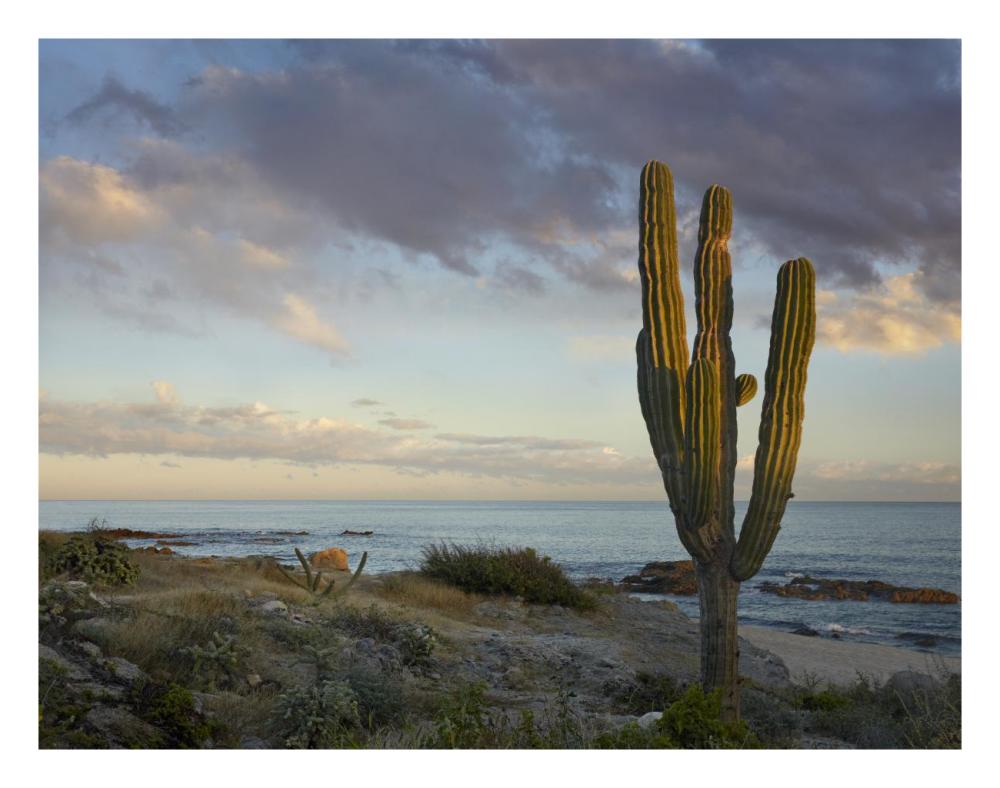 Saguaro cactus at beach, Cabo San Lucas, Mexico-Paper Art-26"x20"