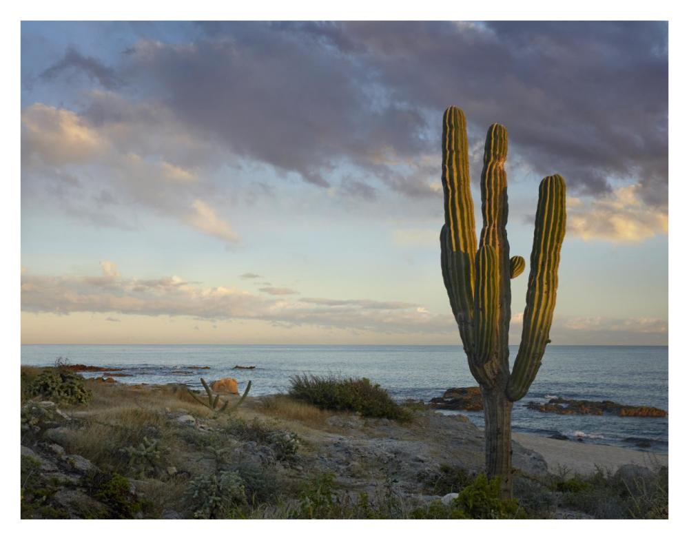 Saguaro cactus at beach, Cabo San Lucas, Mexico-Paper Art-34"x26"