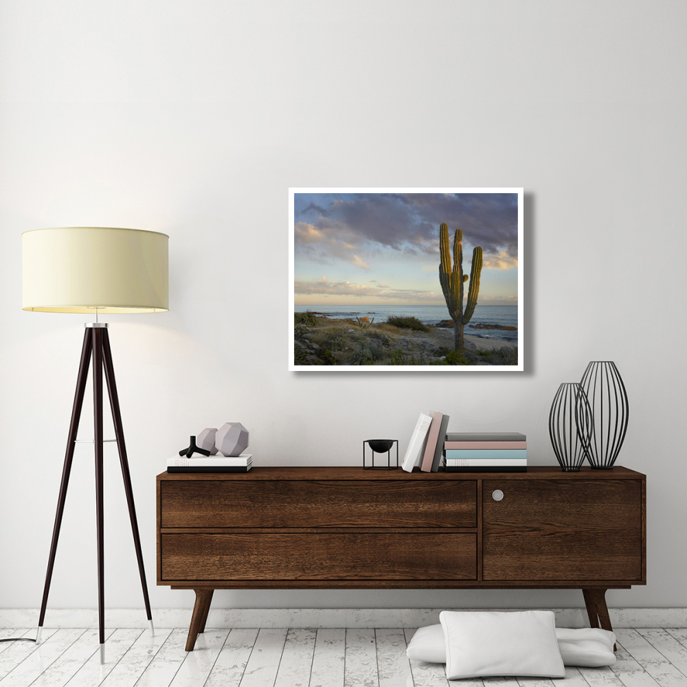 Saguaro cactus at beach, Cabo San Lucas, Mexico-Paper Art-42&quotx32"