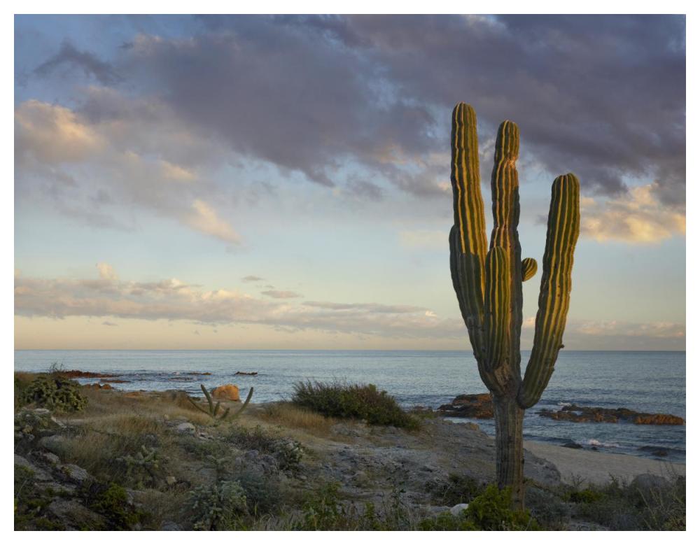 Saguaro cactus at beach, Cabo San Lucas, Mexico-Paper Art-50"x38"