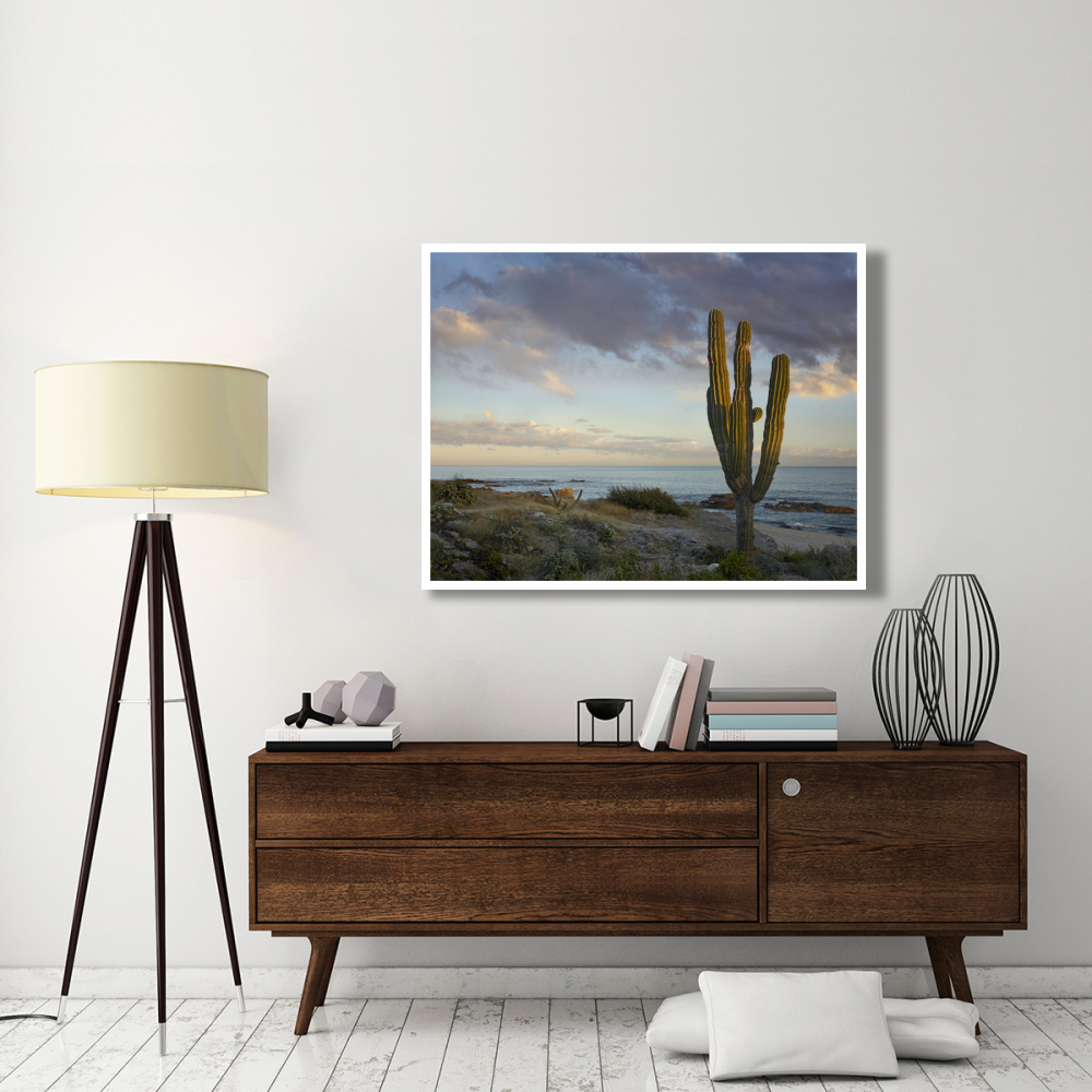 Saguaro cactus at beach, Cabo San Lucas, Mexico-Paper Art-50&quotx38"