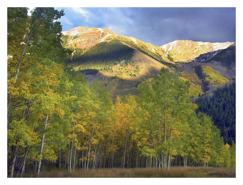 Quaking Aspen trees and Highland Peak, Colorado-Paper Art-34"x26"