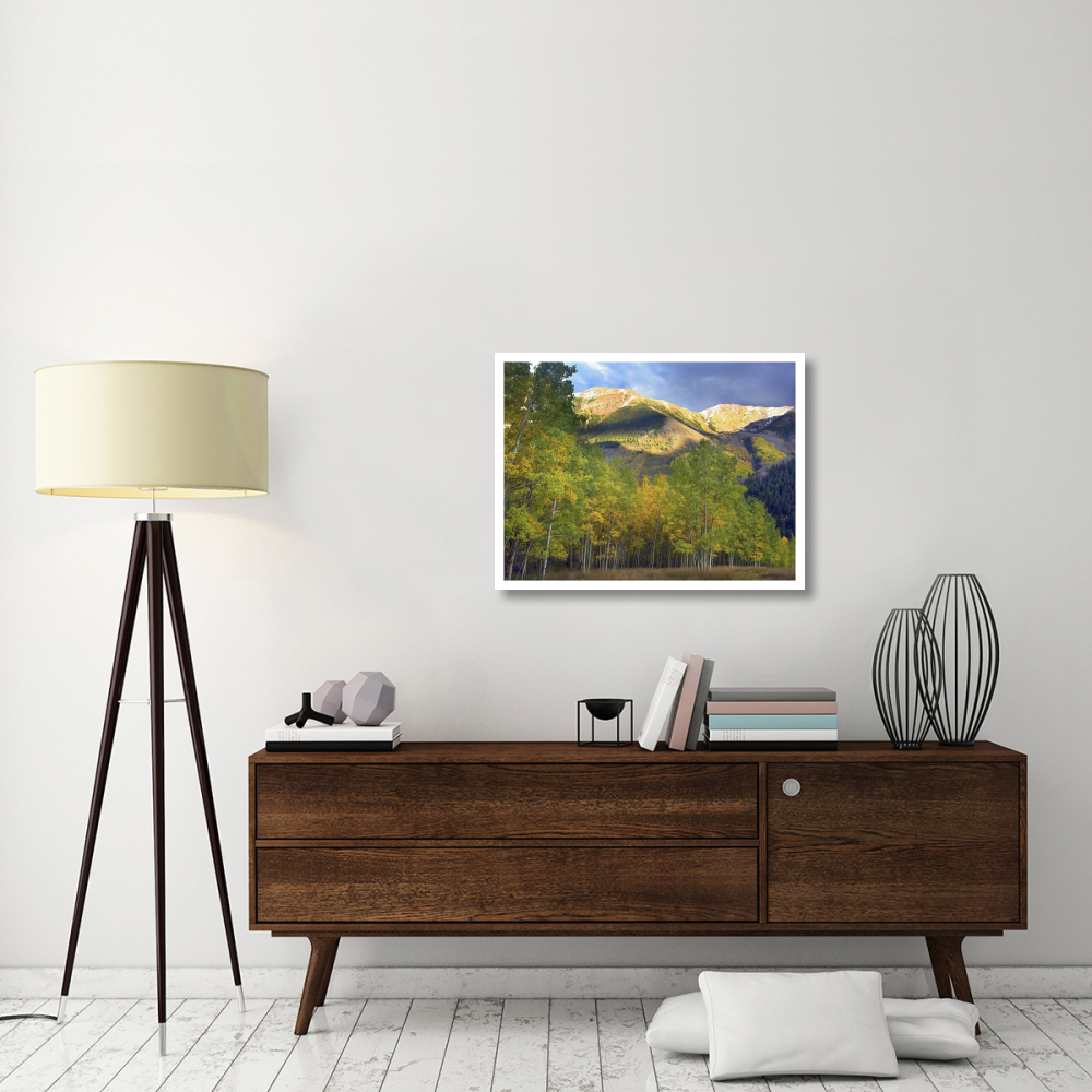 Quaking Aspen trees and Highland Peak, Colorado-Paper Art-34&quotx26"