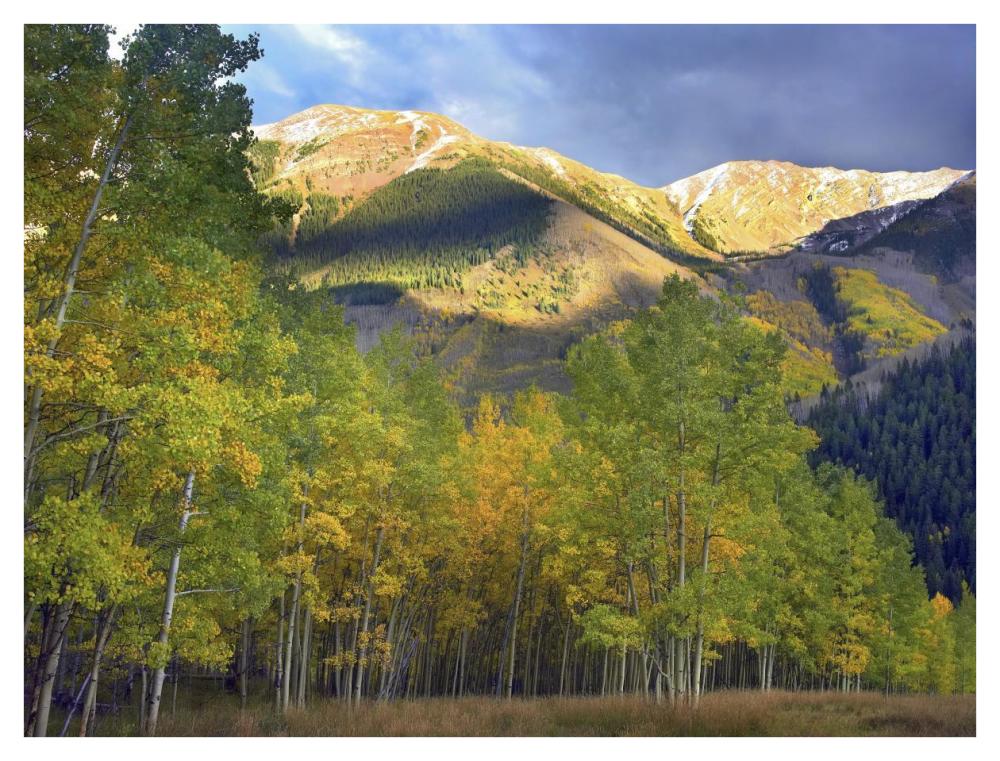 Quaking Aspen trees and Highland Peak, Colorado-Paper Art-42"x32"