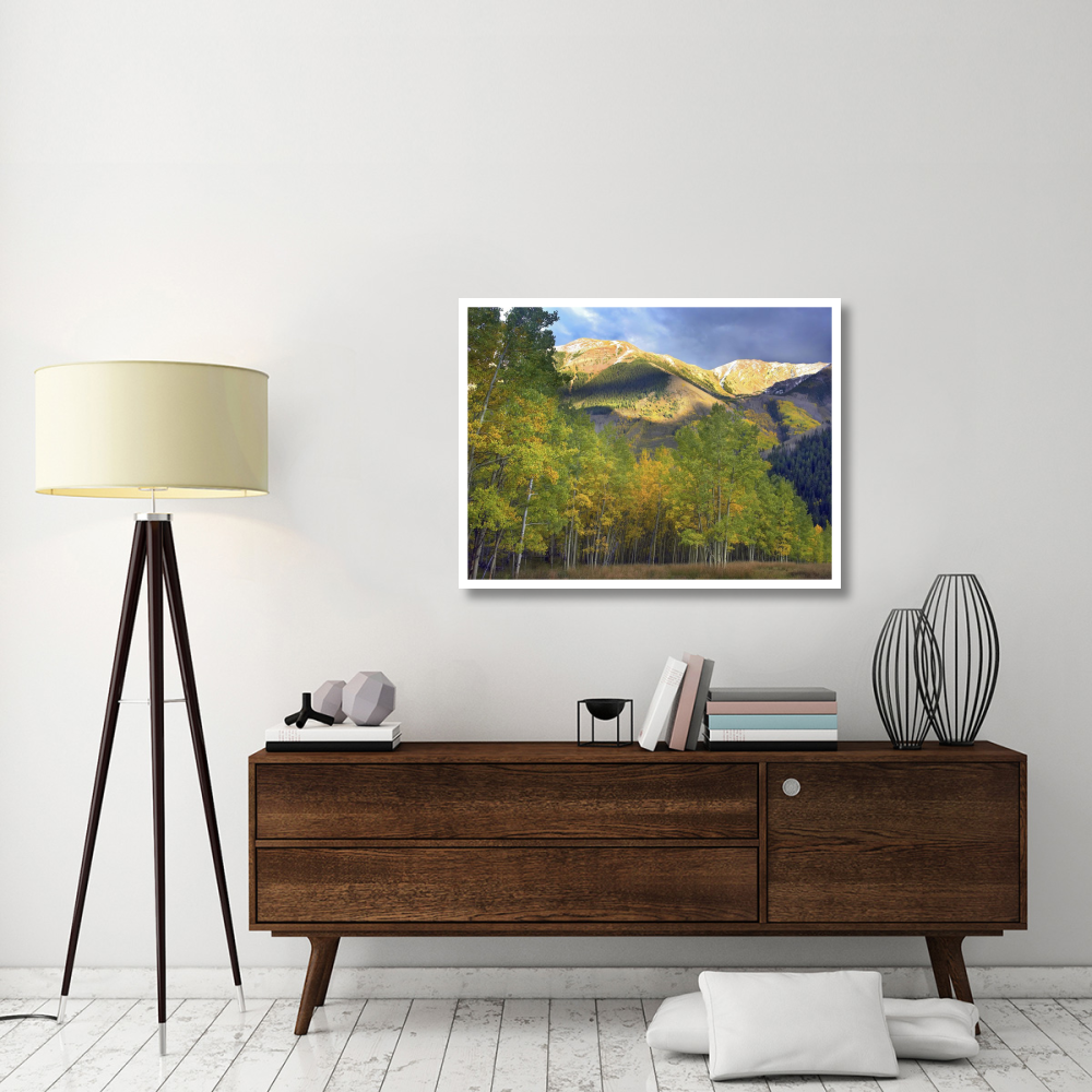 Quaking Aspen trees and Highland Peak, Colorado-Paper Art-42&quotx32"