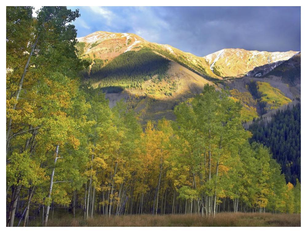Quaking Aspen trees and Highland Peak, Colorado-Paper Art-50"x38"