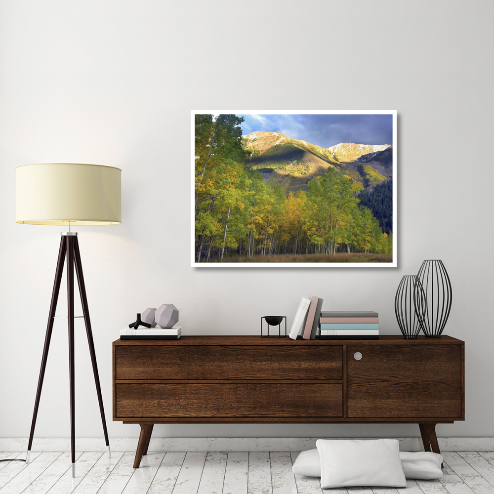 Quaking Aspen trees and Highland Peak, Colorado-Paper Art-50&quotx38"