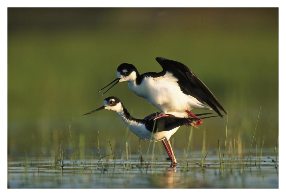 Black-necked Stilt couple mating, North America-Paper Art-20"x14"