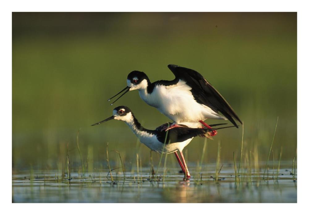 Black-necked Stilt couple mating, North America-Paper Art-26"x18"