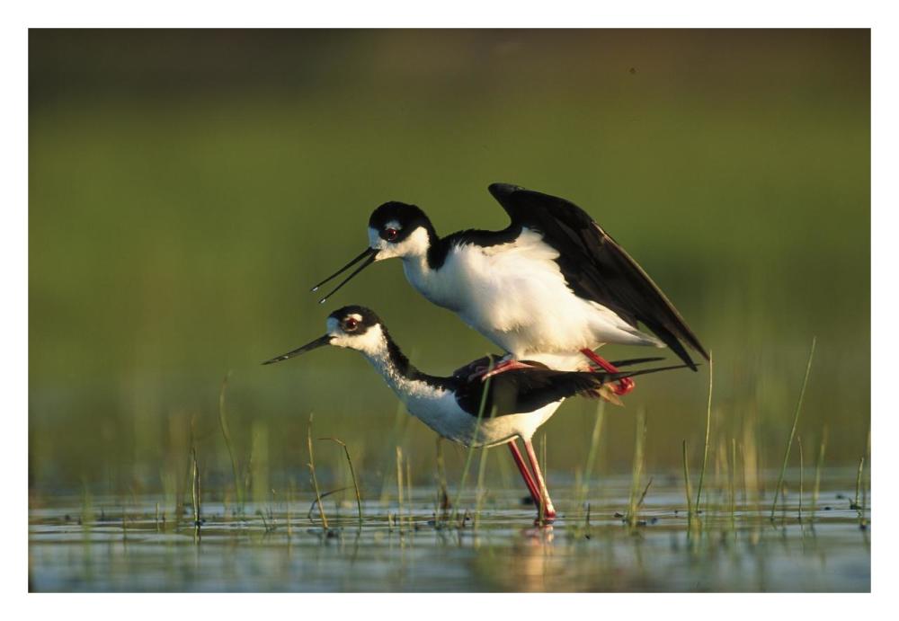 Black-necked Stilt couple mating, North America-Paper Art-32"x22"