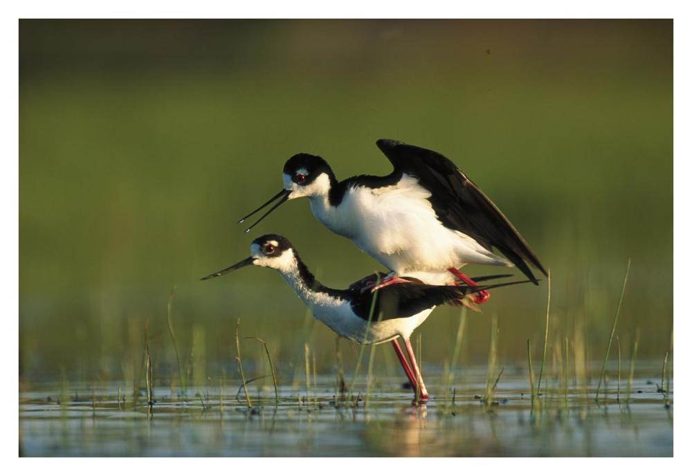 Black-necked Stilt couple mating, North America-Paper Art-38"x26"